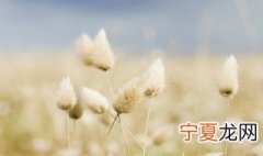 兔尾草如何做干花不掉毛 兔尾草做干花的方法