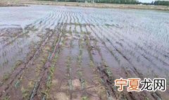 插秧详细步骤 插秧详细步骤介绍