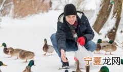 鸭子保暖的最佳方法 冬季鸭子保暖养殖方法分享