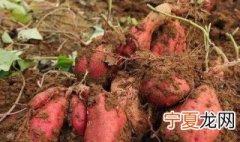 地瓜要怎么保存 怎样保存地瓜？