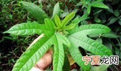 五指毛桃是什么 五指毛桃的作用是什么