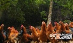 母鸡会变成公鸡吗 母鸡会不会变成公鸡