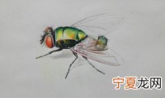 绿头苍蝇怎么来的 绿头苍蝇的来源