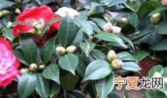 茶花养殖方法要求 插花如何养殖有何要求