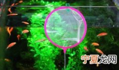 鱼虫是什么东西 鱼虫是什么样的虫子