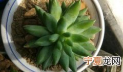 佛手莲怎么养能多开花 佛手莲怎么种