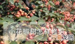 花椒树怎样修剪 小花椒树的修剪方法
