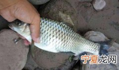 鱼皮脱鳞方法 有什么去鱼鳞的技巧