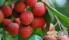 几月份吃荔枝 多少月份吃荔枝