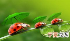 七星瓢虫的介绍 七星瓢虫简介