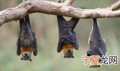 家里频繁出现蝙蝠是怎么回事 家里频繁出现蝙蝠是什么原因
