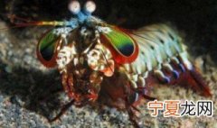 活虾爬子怎么保存不死 活虾爬子如何保存