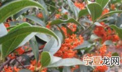 桂花是什么季节开的花? 桂花有哪几种都在什么时候开花