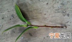茶花可以扦插吗 茶花如何扦插