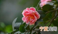 山茶花花期怎么浇水 山茶花花期如何浇水