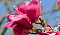 紫玉兰的移栽方法 紫玉兰如何移栽