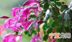 蟹爪兰浇水方法 蟹爪兰如何浇水