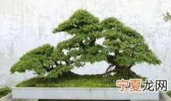 红芽雀梅和绿叶雀梅的区别 什么是红芽雀梅