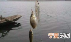 鲫鱼打窝正确方法 钓鲫鱼打窝技巧