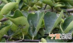 多菌灵可以喷洒叶片吗 多菌灵喷叶子注意事项