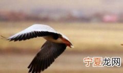 什么鸟可以飞过珠穆朗玛峰 什么鸟可以飞过珠穆朗玛峰山脉