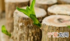 水培巴西木窍门 怎么水培巴西木