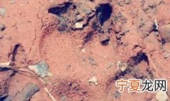 熊的脚印像什么? 熊的脚印像什么形状