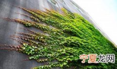 爬山虎对家居环境的作用 爬山虎对家居环境有什么作用