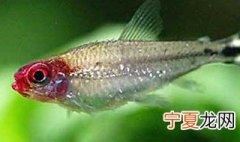 红鼻剪刀鱼的简介 红鼻剪刀鱼的介绍
