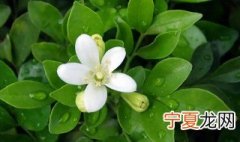 九里香几天浇一次水 九里香几天浇一次水合适