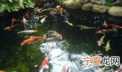 鱼池水发绿怎么办 需要怎么进行解决