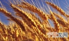2021雨水占稻色是什么意思