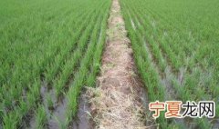 如何解决水稻渗水问题 解决水稻渗水问题的方法