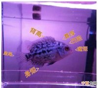 罗汉苗的品种怎么辨认