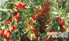 冬天挖枸杞能栽活吗 夏天挖枸杞能栽活吗