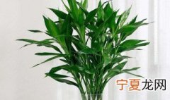 冬季养富贵竹技巧 冬天富贵竹怎么养