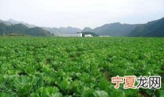 夏至种什么农作物 夏至种农作物有哪些
