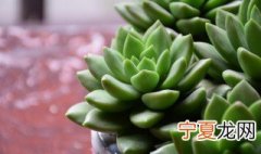 夏天养多肉注意事项 盘点夏天养多肉的注意事项