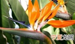 天堂鸟怎么养 天堂鸟如何养殖
