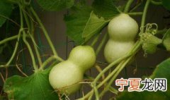 文玩小葫芦怎么去皮 文玩葫芦如何去皮