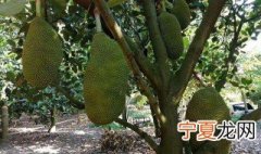 菠萝蜜怎么种 菠萝蜜种植方法介绍