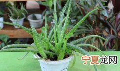 芦荟怎么栽 栽芦荟方法