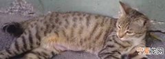 猫难产生不出来怎么办，猫咪第一胎小猫出来一半不生了怎么办
