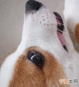 小狗流眼屎是什么原因，狗狗老有眼屎是什么原因