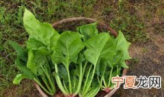 菠菜怎么洗 菠菜怎么洗干净
