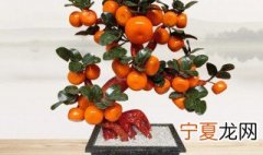 柿子树盆景的制作方法及步骤介绍 柿子树盆景的制作方法及步骤介绍图片