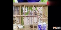 画眉鸟怎么饲养，新买来的画眉鸟怎么饲养