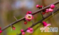立春朋友圈心情说说简短 立春朋友圈心情说说简短图片