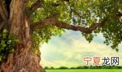 树被剥皮后怎样挽救 树被剥皮怎么救治