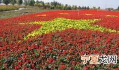 国庆中秋花卉怎么摆放 有什么摆放的特点
